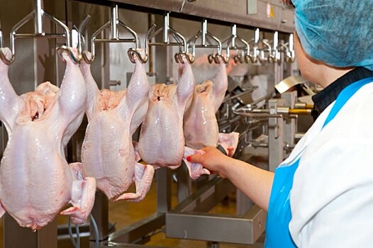 В России в курином мясе обнаружили бактерии, вызывающие инфекционные заболевания