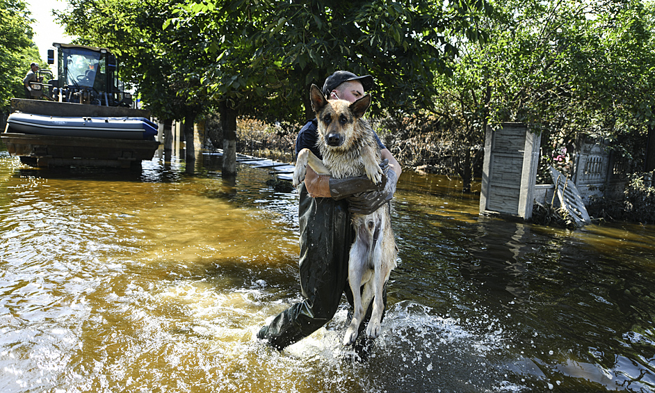 Волонтёр, сотрудник коммунальных служб выносит из воды собаку в городе Голая Пристань Херсонской области