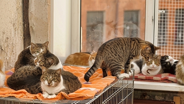 Житель Канады приютил у себя дома 300 кошек