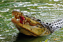 Женщина выжила в схватке с крокодилом