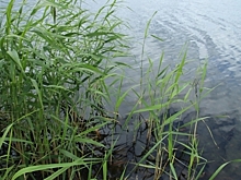 В Омске 10-летнего ребенка на глазах у брата унесло течением реки