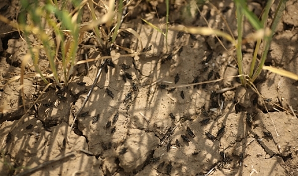 В Волгоградской области от саранчи застраховали 24 га посевов