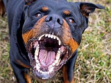 Озверевшие ротвейлеры продолжают внушать ужас жителям Заводского района