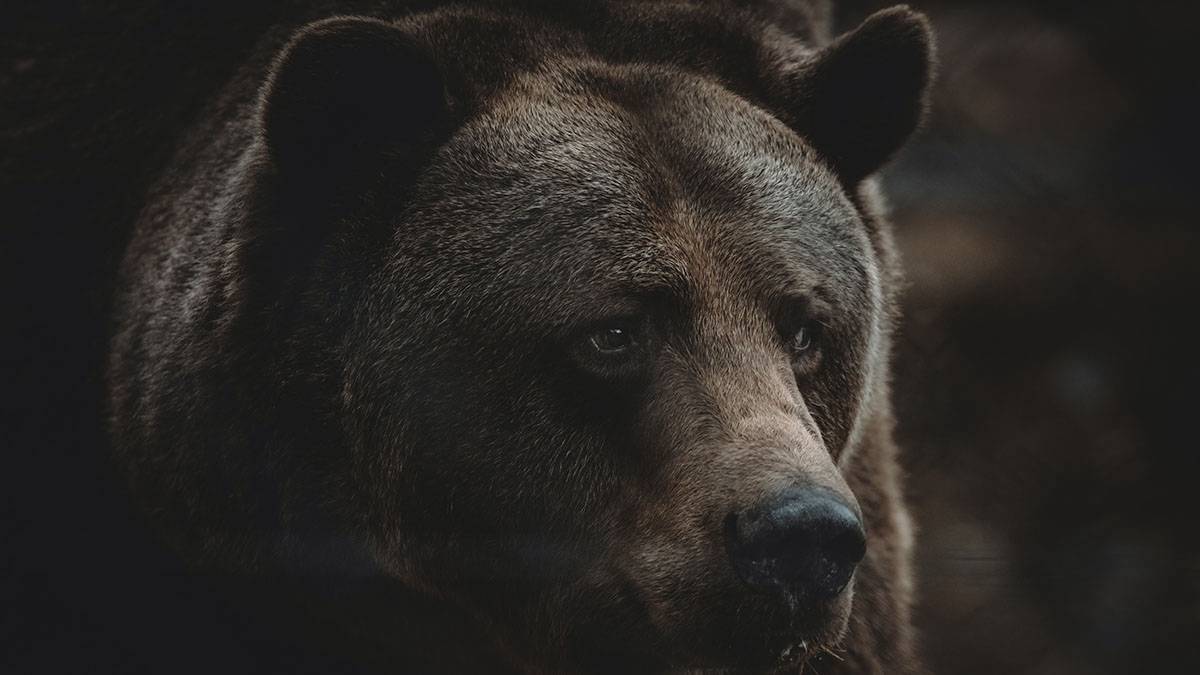 СК возбудил уголовное дело после убийства медведем уборщика в Вязьме