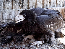 Птенцы редких белоплечих орланов вылупились в Московском зоопарке