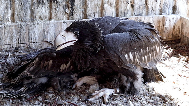 Птенцы редких белоплечих орланов вылупились в Московском зоопарке