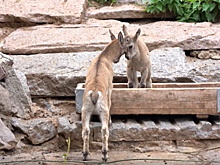 В зоопарке родились детеныши дагестанского тура