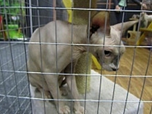 В Рязани закрыли выставку кошек, а животных разместили на карантин