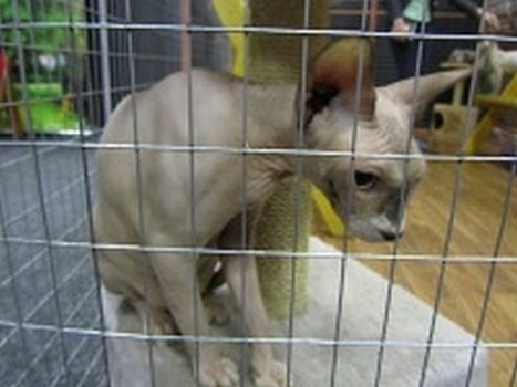 В Рязани закрыли выставку кошек, а животных разместили на карантин