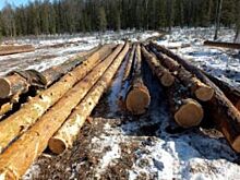 Ущерб от незаконных рубок леса в Адыгее в 2017 году составил 3,7 млн рублей