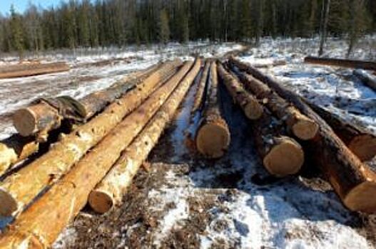 Ущерб от незаконных рубок леса в Адыгее в 2017 году составил 3,7 млн рублей