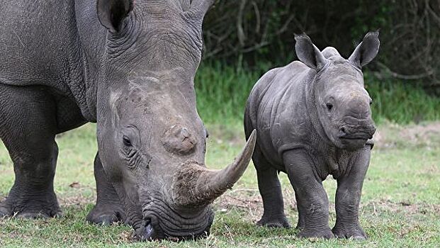 В зоопарке ребенок упал в вольер с носорогами