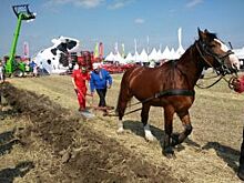 Ирландец стал лучшим пахарем на чемпионате Европы под Суздалем