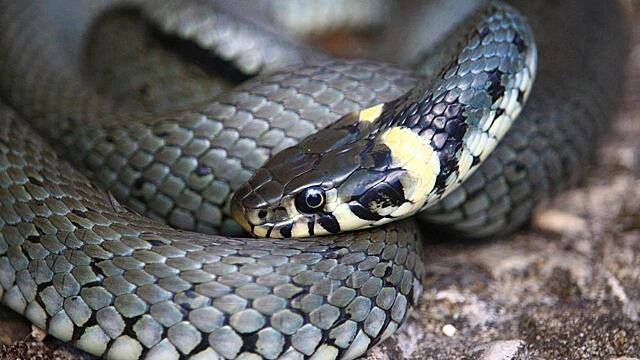 Сны, которые сулят крупные неприятности