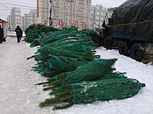 В Курске на нелегальных продавцов елок составлено 24 протокола