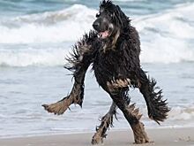 10 мокрых собак, которые не оставят вас равнодушными