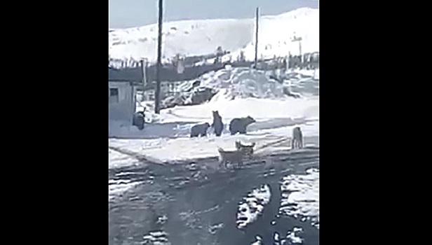 Проснувшиеся медведи наведались в поселок горняков на Колыме. Видео