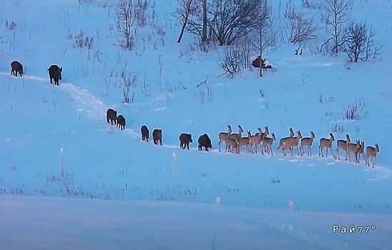 Дикие свиньи и олени сопроводили друг друга на глазах у туриста