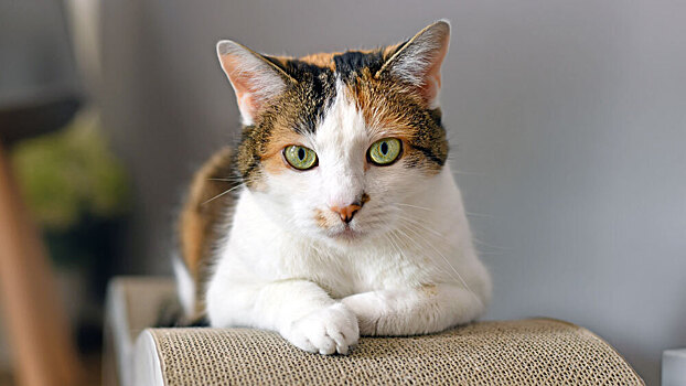 Генетический анализ переписал историю происхождения домашних кошек