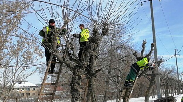 В Пензе начали кронировать деревья вдоль дорог