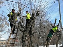 В Пензе начали кронировать деревья вдоль дорог