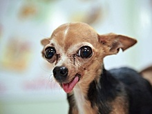 Акция по профилактике бешенства «Защити своего питомца» пройдет в Москве 18 сентября