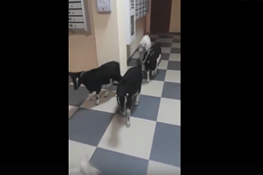 Стадо коз и козёл-единорог попали на видео в подъезде в Ставрополе