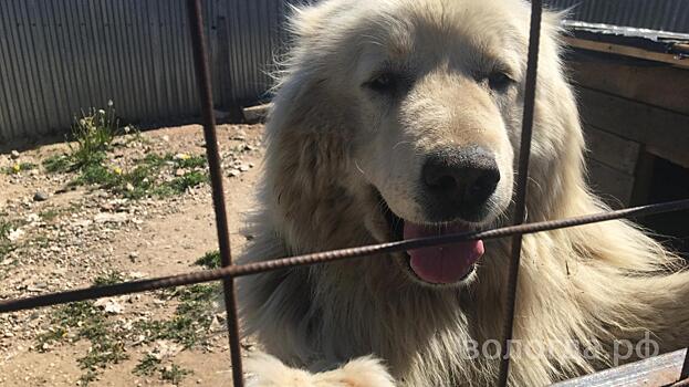 Гуманитарную помощь передали зоогостинице Вологды в рамках проекта «Лапа дружбы»