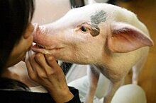Сибирские ученые выведут особую группу миниатюрных свиней