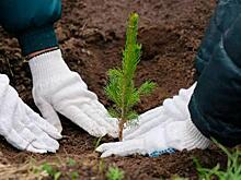 В Алтайском крае за год высадили 7,7 тысяч гектаров молодого леса