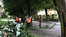 В Калининграде начали спиливать высохшие деревья и постригать кусты