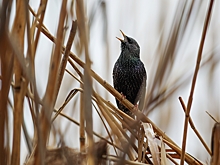 Перелетные птицы задержались в Москве из-за теплой осени