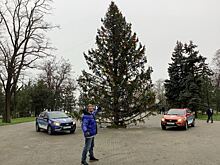 В Мариуполе установили новогоднюю елку из Великого Устюга