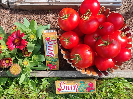 Огородным болячкам вход заказан! Рассказываю, как проводила испытание нового средства для профилактики заболеваний растений