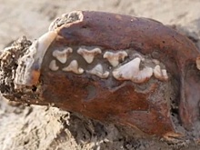 В Италии нашли двухтысячелетнюю собаку