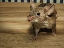 Чем грозит уборка на даче? Как не заразиться мышиной лихорадкой