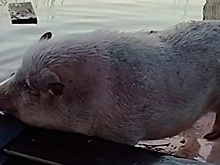 Оранжевый уровень опасности: как Подмосковье борется с мощным паводком