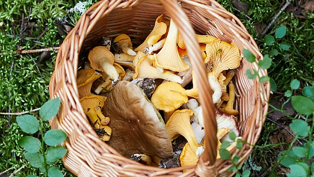 Борьба с воспалением и другие полезные для здоровья свойства грибов