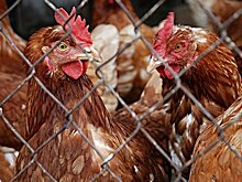 Содержатся ли антибиотики и гормоны в мясе молдавских кур
