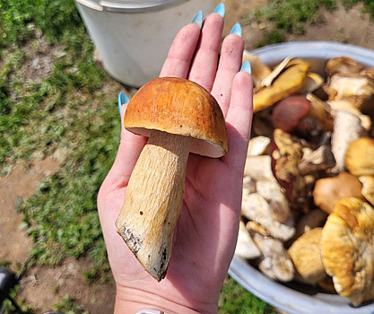 В челябинском районе созрел урожай белых грибов