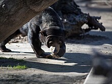 Еще двух малайских медвежат привезут в Московский зоопарк
