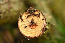 Нашествие насекомых. Жителей Костромы атаковали осы и кровососы