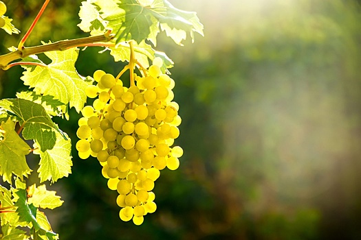 Из-за глобального потепления через 10 лет на Дальнем Востоке смогут производить вино