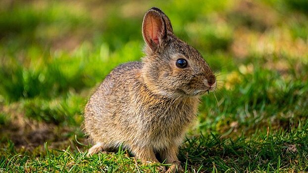 Выращивание кроликов на пастбищном выгуле по советам Сергея Галкина