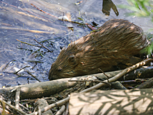 Ученые сделали неожиданное открытие об интимных привычках выхухолей