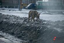 Бизнес на крови. Способны ли власти Красноярска справиться с бродячими псами