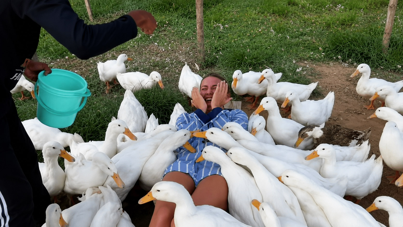 Что такое утиный массаж на ферме Duck Stop во Вьетнаме и как он работает?