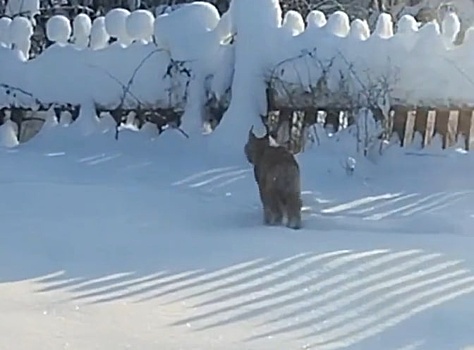 Рысь напугала жителей поселка в Нижегородской области