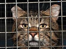 Ловцы Ноябрьска остались без контракта и с сотней хвостов