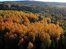 Отсутствие следов пропавшей в тайге семьи Усольцевых объяснили